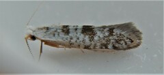 Argyresthia thuiella