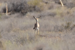 Gazella subgutturosa