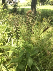 Epipactis helleborine helleborine