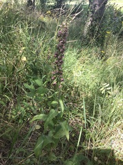 Epipactis helleborine helleborine