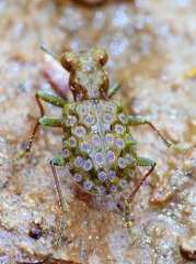 Elaphrus californicus