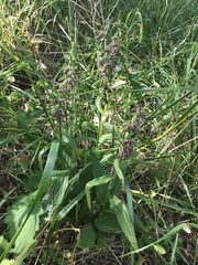 Epipactis helleborine helleborine