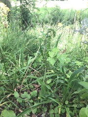 Epipactis helleborine helleborine