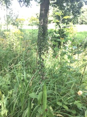 Epipactis helleborine helleborine