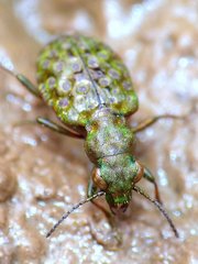 Elaphrus californicus