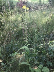 Epipactis helleborine helleborine