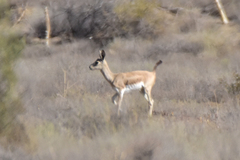 Gazella subgutturosa