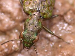 Elaphrus californicus