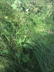 Epipactis helleborine helleborine