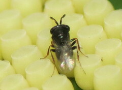 Trissolcus