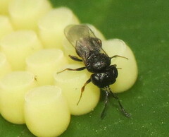 Trissolcus