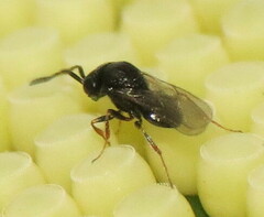 Trissolcus