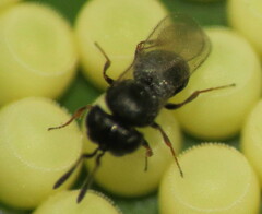 Trissolcus
