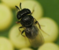 Trissolcus