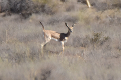 Gazella subgutturosa