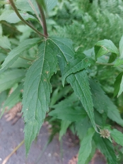Eupatorium cannabinum