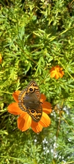 Junonia genoveva