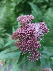 Eupatorium cannabinum