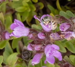 Nomioides minutissimus