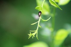 Coleoptera
