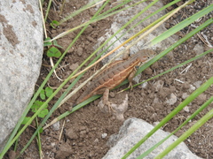 Sceloporus aeneus