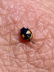 Hyperaspis connectens