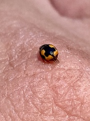 Hyperaspis connectens