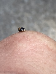 Hyperaspis connectens