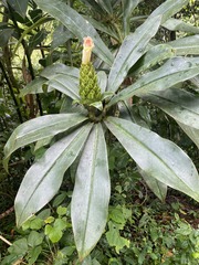 Costus guanaiensis macrostrobilus
