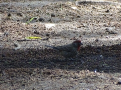 Haemorhous mexicanus