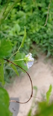Lycianthes lenta