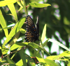 Limenitis arthemis arizonensis