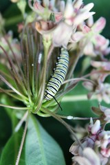 Danaus plexippus