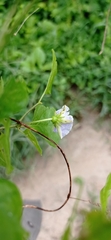 Lycianthes lenta