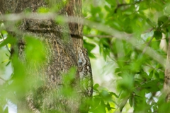 Sceloporus edwardtaylori