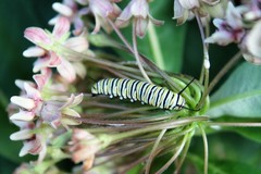Danaus plexippus