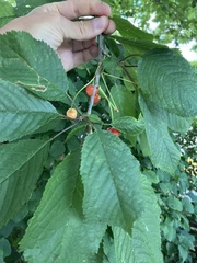 Prunus