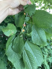 Prunus