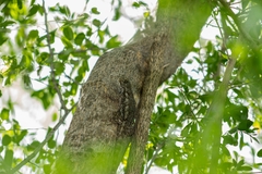 Sceloporus edwardtaylori