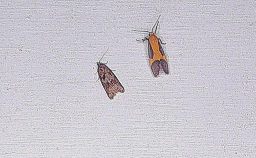 Pictured Lichen Moth photo 3
