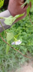 Lycianthes lenta