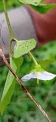 Lycianthes lenta