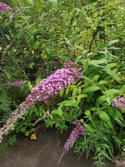 Buddleja davidii