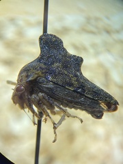 Heliria cristata