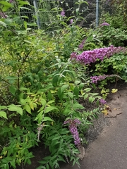 Buddleja davidii