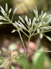 Eutrochium steelei