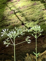 Eutrochium steelei