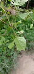 Lycianthes lenta