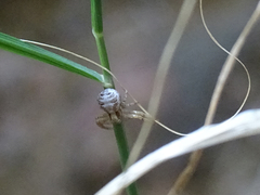 Thomisidae