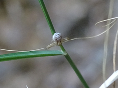 Thomisidae